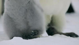 Nature S40E08 Penguins Meet the Family XviD-AFG EZTV