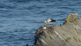 Nature S40E13 Portugal Wild Land on the Edge XviD-AFG EZTV