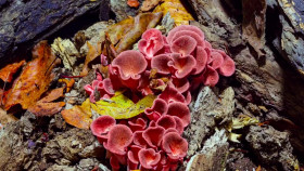 Nature S41E03 Woodpeckers The Hole Story 720p WEBRip x264-BAE EZTV