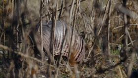 Nature S41E04 American Ocelot 720p WEBRip x264-BAE EZTV