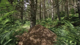 Nature S41E05 WILDHEART 1080p HEVC x265-MeGusta EZTV