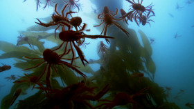 Nature S41E06 Soul of the Ocean 720p AMZN WEBRip DDP5 1 x264-NTb EZTV