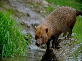 Nature S41E07 Dogs in the Wild Meet the Family 480p x264-mSD EZTV