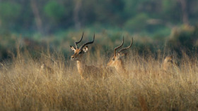 Nature S41E08 Dogs in the Wild Secrets of Success 1080p AMZN WEBRip DDP5 1 x264-NTb EZTV