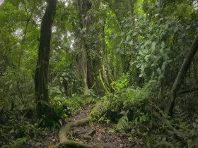 Nature S41E10 The Hummingbird Effect 480p x264-mSD EZTV