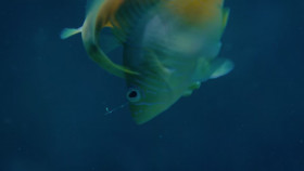 Nature S41E12 Treasure of the Caribbean 1080p HEVC x265-MeGusta EZTV