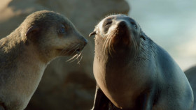 Nature S42E03 Spy in the Ocean Deep Feelings 1080p AMZN WEB-DL DDP5 1 H 264-NTb EZTV