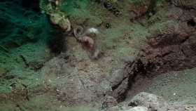 Nature S42E05 Deep Trouble Spy in the Ocean 720p HEVC x265-MeGusta EZTV