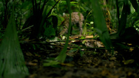 Nature S42E07 Big Little Journeys Survival Part 2 1080p AMZN WEB-DL DDP2 0 H 264-NTb EZTV