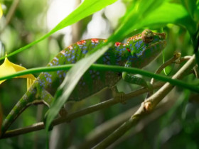 Nature S42E08 Big Little Journeys Bloodlines 480p x264-mSD EZTV