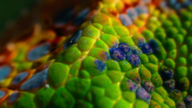 Nature S42E08 Big Little Journeys Bloodlines Part 3 720p AMZN WEB-DL DDP2 0 H 264-NTb EZTV