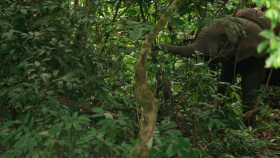 Nature S42E09 1080p x265-ELiTE EZTV