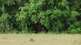 Nature S42E09 Gorilla XviD-AFG EZTV