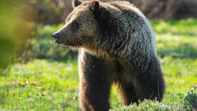 Nature S42E15 Grizzly 399 Queen of the Tetons XviD-AFG EZTV