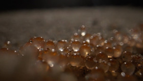 Nature S43E03 San Diego Americas Wildest City 1080p WEBRip x264-BAE EZTV