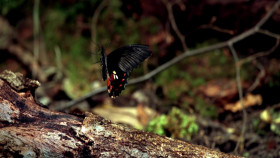 Nature S43E05 Attenboroughs Life Journey 1080p WEB h264-BAE EZTV