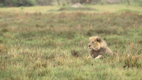 Nature S43E06 Big Cats Small World Landlords 1080p AMZN WEB-DL DDP2 0 H 264-NTb EZTV