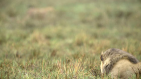 Nature S43E06 Big Cats Small World Landlords 1080p HEVC x265-MeGusta EZTV