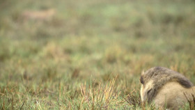 Nature S43E06 Big Cats Small World Landlords 1080p WEBRip x264-BAE EZTV