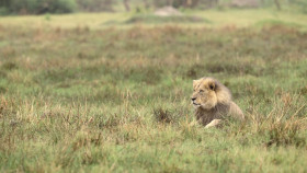 Nature S43E06 Big Cats Small World Landlords 1080p x265-ELiTE EZTV