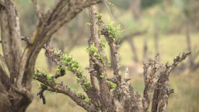 Nature S43E06 Big Cats Small World Landlords XviD-AFG EZTV