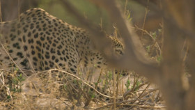 Nature S43E07 Big Cats Small World Outlanders 1080p AMZN WEB-DL DDP2 0 H 264-NTb EZTV