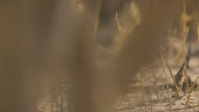 Nature S43E07 Big Cats Small World Outlanders 720p HEVC x265-MeGusta EZTV