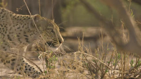 Nature S43E07 Big Cats Small World Outlanders XviD-AFG EZTV