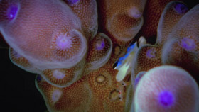 Natures Mass Attacks S01E01 Mighty And The Meek XviD-AFG EZTV