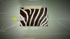 Natures Strangest Mysteries-Solved S01E15 Stripeless Zebra 720p WEBRip x264-CAFFEiNE EZTV
