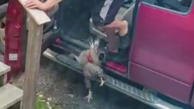 Neighborhood Wars S03E05 720p WEB h264-BAE EZTV