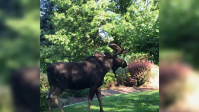 Neighborhood Wars S06E20 1080p HEVC x265-MeGusta EZTV