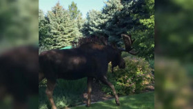 Neighborhood Wars S06E20 XviD-AFG EZTV