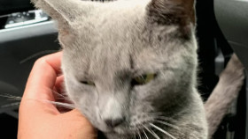 Neighborhood Wars S06E34 1080p HEVC x265-MeGusta EZTV