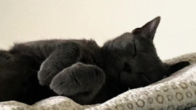 Neighborhood Wars S06E34 1080p WEB h264-EDITH EZTV