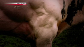 NHK Documentary S05E22 THE BODY Fat And Muscle Powerful Allies For Health 720p HDTV x264-DARKFLiX EZTV