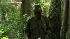 NHK Wildlife 2010 Life in Kalinzu Forest Ugandas Chimpanzees 720p x264 HDTV EZTV