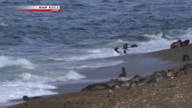 NHK Wildlife 2010 Predators in the Surf Killer Whales 720p HDTV x264 AAC mkv EZTV