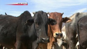 NHK Wildlife 2010 Unlikely Eden Ngorongoro Crater 720p x264 HDTV EZTV