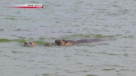 NHK Wildlife 2011 The Kazinga Channel Hippo Paradise 720p x264 HDTV EZTV