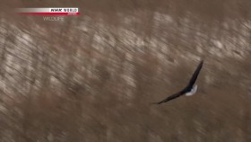 NHK Wildlife 2013 Tancho Legend of the Marshes Red Crowned Crane 720p HDTV x264 AAC mkv EZTV