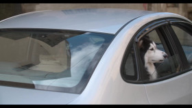 Nos Amis Les Chiens S01E02 MULTi 1080p WEB H264-NETFLIX EZTV