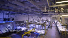 NOVA S48E07 Reef Rescue 720p WEB h264-BAE EZTV