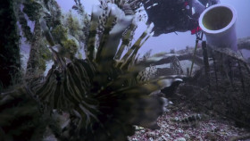 NOVA S49E15 Ocean Invaders 1080p HEVC x265-MeGusta EZTV