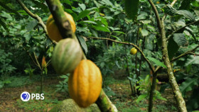 NOVA S50E03 Ancient Builders of the Amazon 720p WEB h264-BAE EZTV