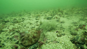 NOVA S51E00 Sea Change Peril in the Gulf of Maine XviD-AFG EZTV