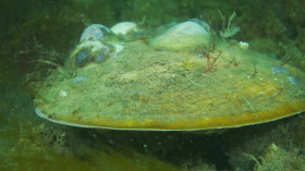 NOVA S51E10 Sea Change Peril in the Gulf of Maine 480p x264-RUBiK EZTV