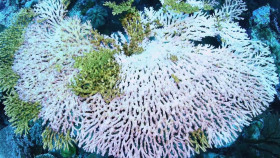 NOVA S51E17 Building Stuff Change It 1080p HEVC x265-MeGusta EZTV