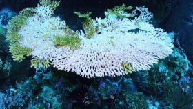 NOVA S51E20 Building Stuff Change It 1080p x265-ELiTE EZTV