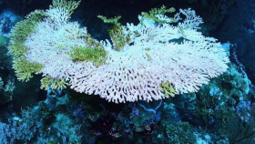 NOVA S51E20 Building Stuff Change It 720p x265-TiPEX EZTV